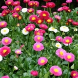 Kada u proljeće sijati tratinčice iz sjemena za sadnice: fotografij...